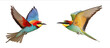 © axmilasky - Colorful flying parrot and colorful beeeater bird isolated on a white background detailed photograph PNG format