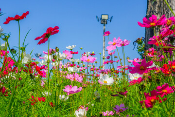 Wall Mural - Beautiful pink cosmos flowers blooming in garden,spring season.