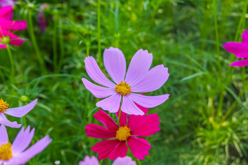 Wall Mural - Beautiful pink cosmos flowers blooming in garden,spring season.