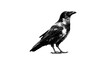 © Robin - Crow pop art style white background