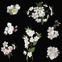 Wall Mural - seven spring tree blossoming branches on black