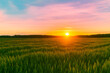 © Ali - Breathtaking Sunset Over a Wheat Field, Golden Light Illuminating a Vast Agricultural Landscape in Nature