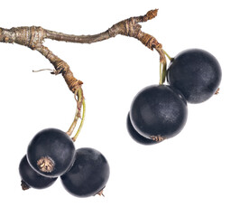 Wall Mural - bunch of black currant with six berries on white
