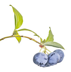 Wall Mural - blueberry branch with large five berries