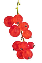 Wall Mural - bunch of red currants with ten berries on white