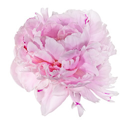 Wall Mural - isolated light pink peony big bloom