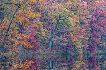 Wall Mural - Autumn landscape of the shoreline of Eagle Lake at dawn with mirrored reflections in calm water, Fort Custer State Park, Michigan, USA