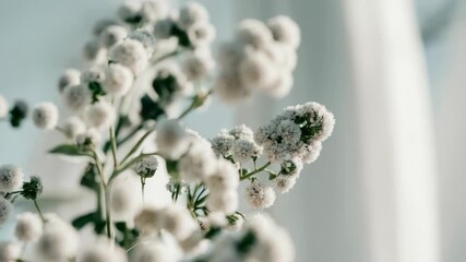 Wall Mural - close-up of white flowers with blurred background