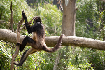 Wall Mural - the black handed spider monkey is climbing