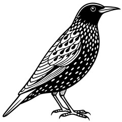 starling line art vector