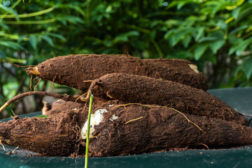 Cassava root on a plastic table with the manioc plantation on the farm in Brazil