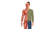 © MFelicity - Detailed Illustration of Male Human Anatomy Showing Muscular System and External Appearance for Medical and Educational