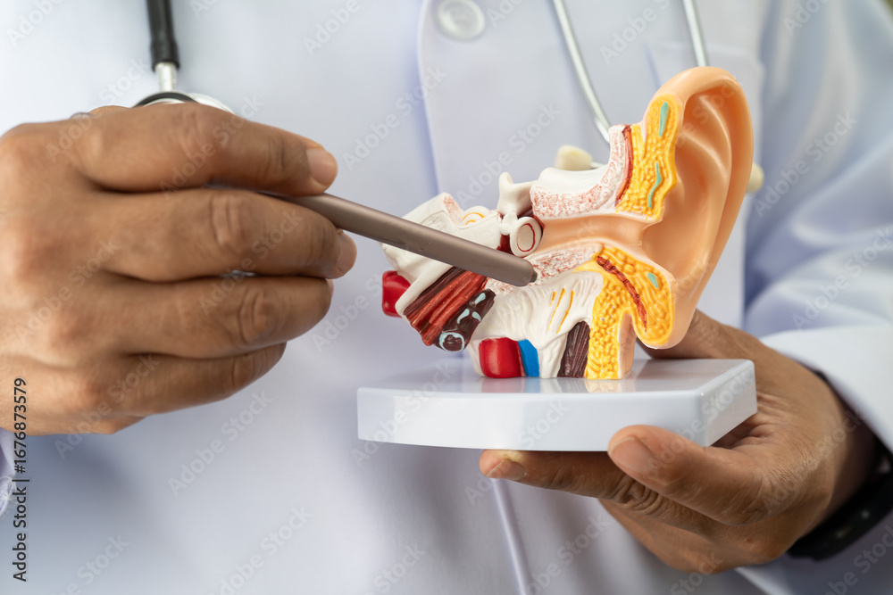Learningon Ear Asian doctor holding human ear model to learn and treat hearing loss in ...