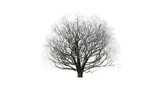 winter season hippocastanum tree front view