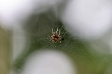 spider on web