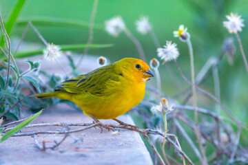  Canary-of-Terra, Sicalis Flaveola L., small Brazilian yellow bird of very Arministic and relaxing singing present in cities and interior. Canário da terra