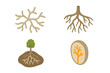 © Juno - Mycorrhizal network isometric icon set. Fungal hyphae, tree root, arbuscule, and symbiotic relationship icons. Biology, ecology, and science vector illustration concept.