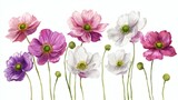 A collection of colorful anemone flowers in shades of pink, purple, and white, with green centers and buds, arranged in a natural style