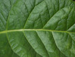 © Marco - Tobacco leaf veins