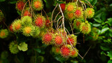 Red rambutan fruit hanging from the tree