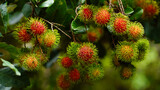 Red rambutan fruit hanging from the tree
