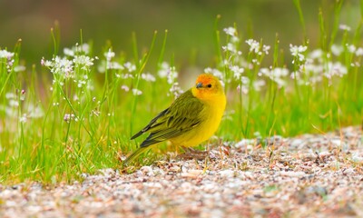  Canary-of-Terra, Sicalis Flaveola L., small Brazilian yellow bird of very Arministic and relaxing singing present in cities and interior. Canário da terra