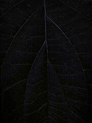 Macro Close-Up of Dark Leaf Veins