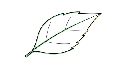 Illustrative botanical leaf structure outline drawing with vein pattern detail