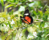 Schmetterling auf den Philippinen