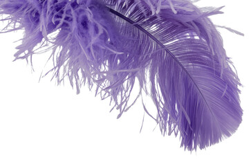 Wall Mural - Close-up of a single, purple ostrich feather isolated on a transparent background. background removed