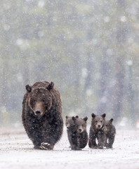 Wall Mural - Grizzly 399 (Ursus arctos horribilis), with her four spring cubs, Grand Teton National Park taken in May 2020.  