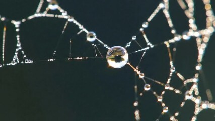 A close-up macro photograph of a spider web covered in glistening dew drops, with a dark background.
