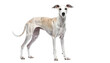 © Rixetons - Whippet dog standing attentively with short white fur in a studio shot