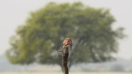 Wall Mural - full shot of Common kestrel or european kestrel or Falco tinnunculus perched on branch framed in tree full wingspan preening wings in winter season safari tal chhapar sanctuary churu rajasthan india