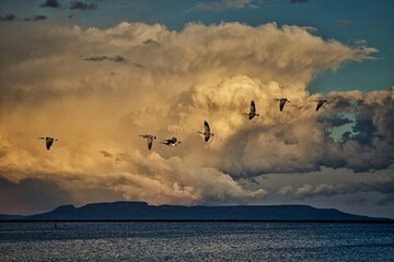 Wall Mural - Geese in Flight Over Lake at Sunset