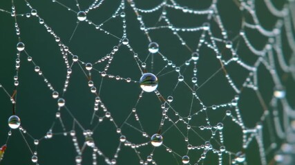 Intricate Spider Web with Glistening Dew Drops in Nature