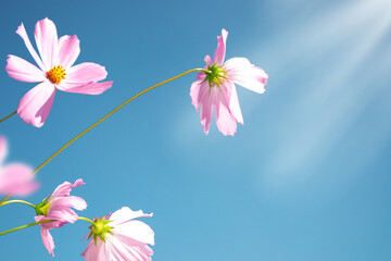 Wall Mural - pink. Beautiful cosmos flowers in garden. blue sky. landscape. nature