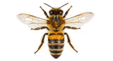 Isolated Honey Bee