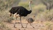 © lin - Ostrich Mother and Chick on Grassland Wild Animal