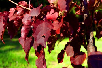 red and yellow leaves