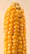 © Sobat - Close-up of a yellow corn cob