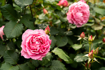 Wall Mural - Bloom pink rose with green leave in the garden