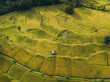 © AmazingAerialAgency - Aerial view of terraced rice paddies create a golden tapestry, with a simple structure nestled amidst the lush green landscape, Netravli, Goa, India.