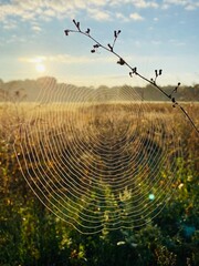 field and web