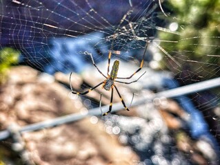 spider on web