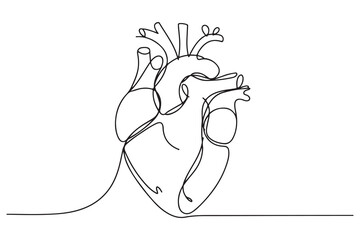 Continuous one line drawing of human heart with blood vessels anatomical heart outline vector illustration
