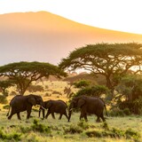 African Elephants Grazing in the Savannah at Sunset.