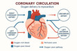 © jasminee - Coronary Circulation: Heart Oxygen Delivery - Illustration of blood flow in arteries, for medical purposes, education and cardiovascular health.