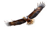 © Shibu - Bald eagle soaring through the sky isolated on transparent background in daylight
