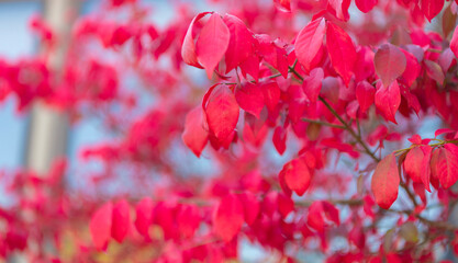 Autumn tree branch. Nature in fall season. Autumnal red leaves. Seasonal red leaves on tree. Natural autumn leaves. Autumn beauty of nature. Fall season nature. Fall leaves on tree